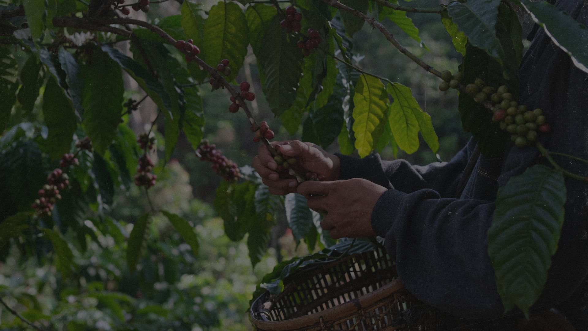 The Farm of coffee beans products