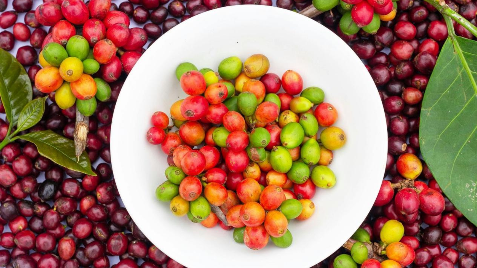 Best Organic Coffee Products